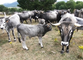 La Feria de Nuestra Se�ora de Espinilla se centrar� en el ganado caballar 