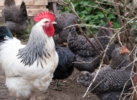 La flexibilizaci�n del confinamiento por gripe aviar permite liberar las aves dom�sticas en 71 municipios de Cantabria