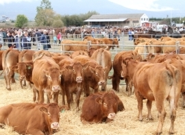 Ganadería convoca las ayudas para la celebración de ferias y concursos de ganado selecto en Cantabria