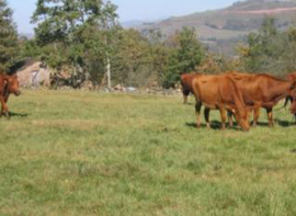Ganadera convoca las ayudas por un total de 70.000 euros para el fomento de las razas autctonas 