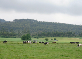 Ganader�a levanta las restricciones por tuberculosis bovina en Herrer�as y San Vicente de la Barquera ante la mejora de la situaci�n sanitaria
