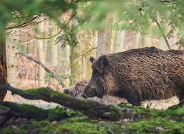 Ganader�a realizar� batidas de jabal�es en Li�bana 