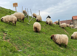 Ganader�a refuerza la campa�a de vacunaci�n frente a la Lengua Azul ante la llegada de los meses de mayor riesgo