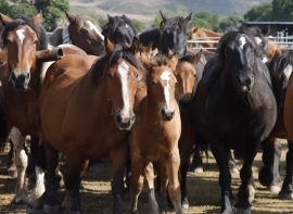 El ganado equino se concentr� en Espinilla