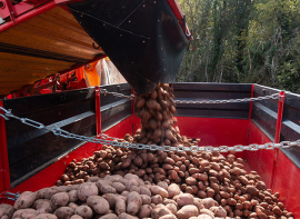 El Gobierno de Cantabria acuerda compensar las prdidas econmicas sufridas por los productores de patata valluca durante 2024