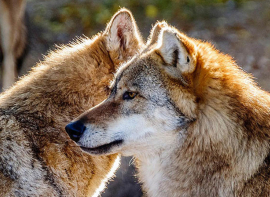 El Gobierno de Cantabria aprueba el nuevo Plan de Gesti�n del Lobo 
