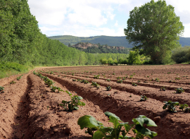El Gobierno de Cantabria convoca 30.000 euros ayudar para impulsar la producci�n de patata de Valderredible 