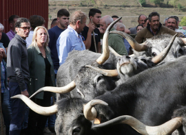 El Gobierno de Cantabria iniciar� en los pr�ximos d�as el pago de 3 millones de euros a 1.530 ganaderos correspondiente al primer a�o del Plan de Recr�a de animales de razas puras