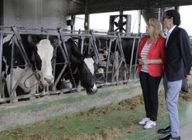 El Gobierno de Cantabria pagar� este viernes 7,3 millones de euros de la Ayuda para Ganaderos Extensivos de Vacuno de Leche