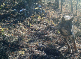 El Gobierno de Cantabria publica el censo del lobo 2024, en el que contabiliza un incremento del 92% en 10 aos
