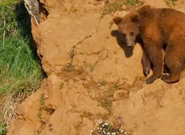 El Gobierno de Cantabria somete a consulta pblica el trmite del Plan de Recuperacin del Oso Pardo