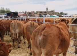 El Gobierno reabrir� el 1 de noviembre las ferias a ganado bovino 