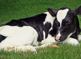 El Gobierno regional destina ms de 200.000 euros en ayudas para el cebo de terneros macho de las razas bovinas autctonas