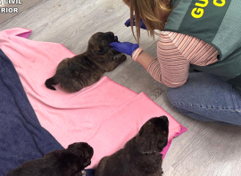 La Guardia Civil descubre al presunto autor de colgar a ocho cachorros de perro dentro de una bolsa en un �rbol 