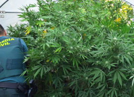 La Guardia Civil detiene e investiga a tres personas por cultivar marihuana y vender sustancias derivadas de cannabis 