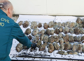 La Guardia Civil interviene m�s de 40 kilos de cach�n a unos pescadores furtivos