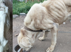 La Guardia Civil investiga a los presuntos autores del maltrato a dos perros y un caballo