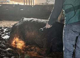 Investigado un ganadero por un supuesto delito de maltrato animal, al no haber prestado cuidados a una vaca y un ternero muertos en su cuadra