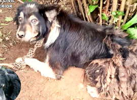 Investigado el presunto autor del abandono de cuatro perros atados a un rbol en un bosque