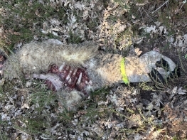 El lobo mata a dos corderos en una finca cercana al n�cleo valluco de Rocamundo