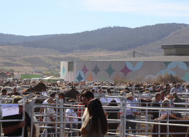 M�s de 3.000 animales de 150 ganader�as distintas participan en la Feria Caballar de San Mateo