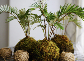 Mataporquera y Villanueva de las Rozas acoger�n un taller de kokedamas para acercar el arte japon�s de cultivar sin maceta