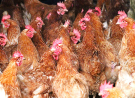 El Ministerio de Agricultura, Pesca y Alimentaci�n levanta las medidas de confinamiento de aves de corral en toda Espa�a