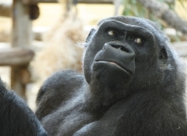 Muere Nadia, la primera gorila que lleg al Parque de la Naturaleza de Cabrceno