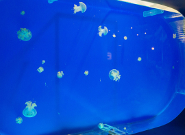 El Museo Martimo del Cantbrico ofrecer en Navidad actividades para el pblico infantil