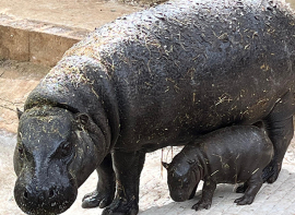 Nace en Cab�rceno una cr�a de hipop�tamo pigmeo 