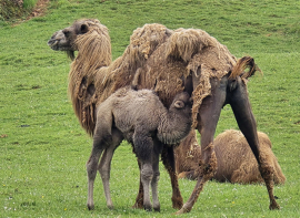 Nace el octavo camello bactriano en Cab�rceno