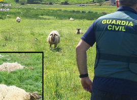 Once personas investigadas por sacrificar ovejas, con sufrimiento para los animales y sin asegurar la salud p�blica