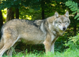 Las organizaciones ecologistas rechazan la desproteccin del lobo, 