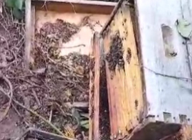 El oso reaparece en el entorno de Mazandrero