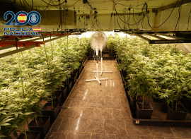 La Polic�a Nacional desmantela una plantaci�n 
