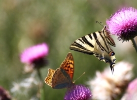 Reinosa acerca la biodiversidad a la ciudadan�a con dos actividades dedicadas a las mariposas y los murci�lagos