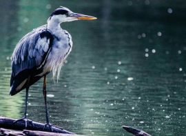 Ruta guiada para avistar las aves acuticas que invernan en el Embalse del Ebro
