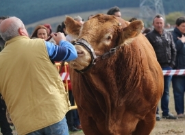 El sector ganadero de Campoo, en alerta por la tricomoniasis bovina