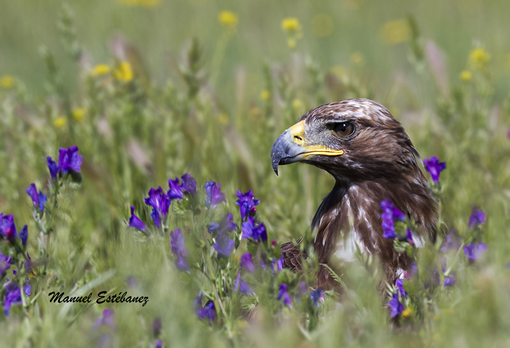 guila real entre las flores