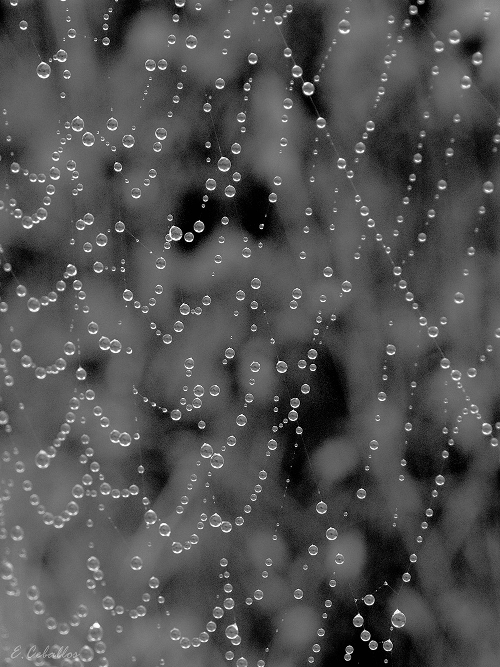 Gotas