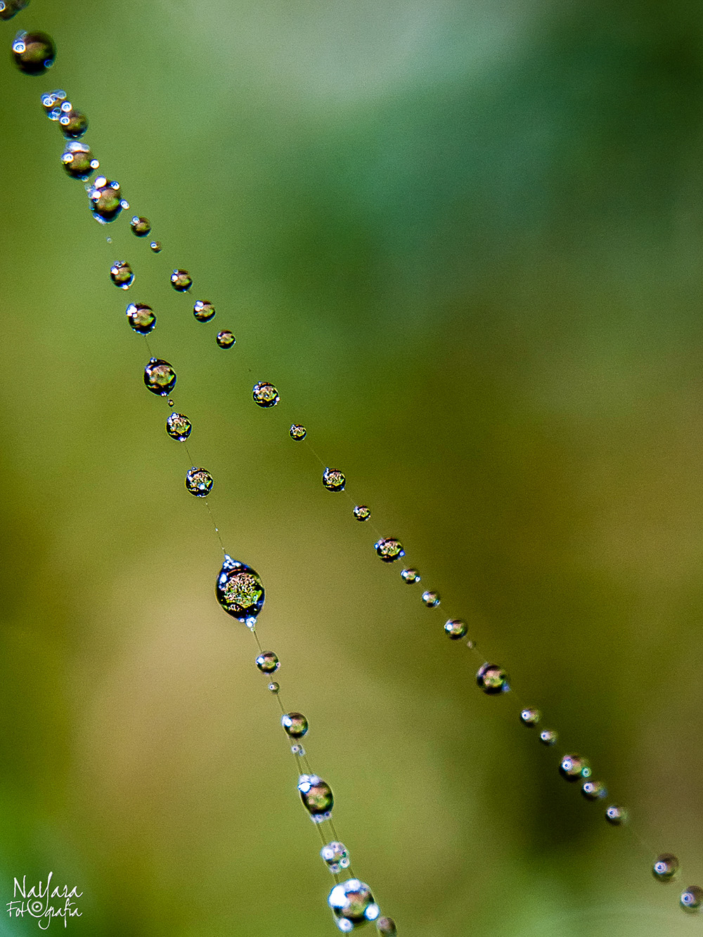Gotas de agua sobre telaraa