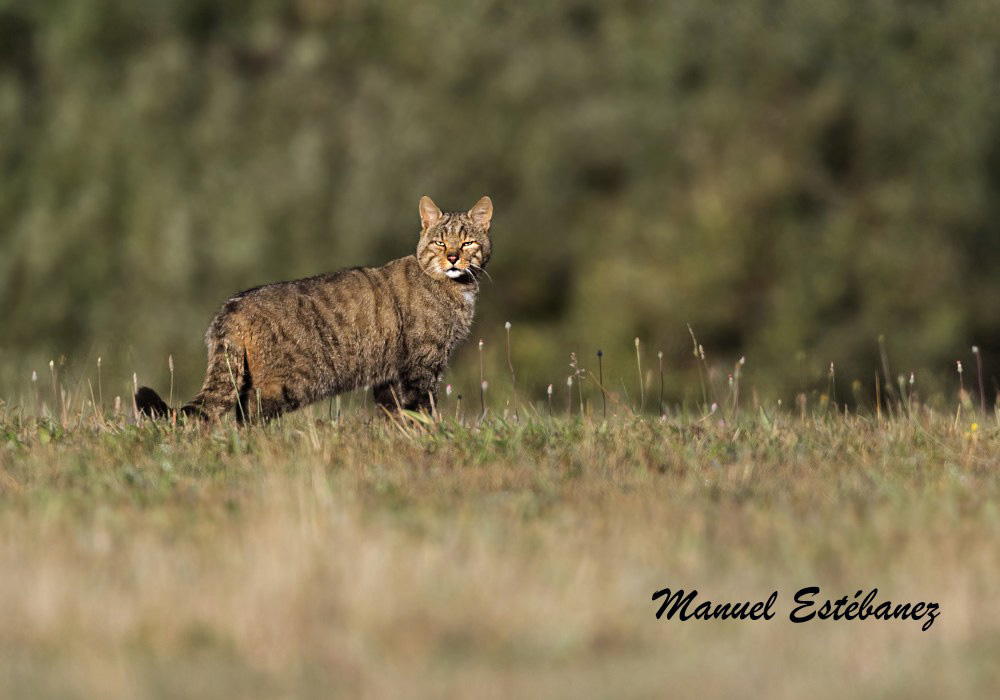 Un lindo gatito, gato monts (Felis silvestris)