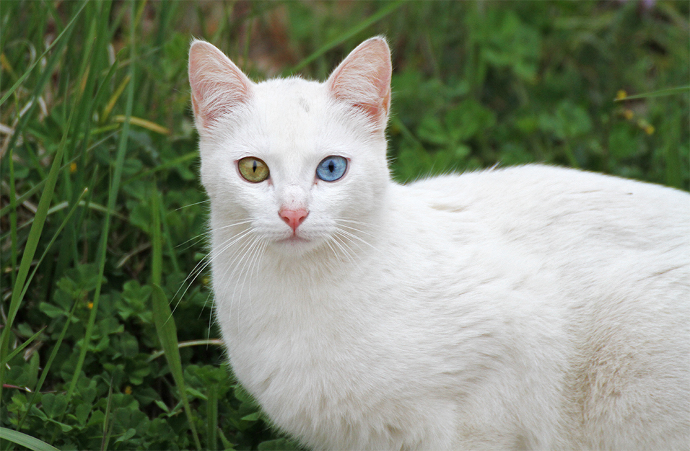 Mirada felina